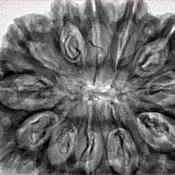 12 Mukhi Rudraksha 36.2mm 8.25gm - Inverse xray