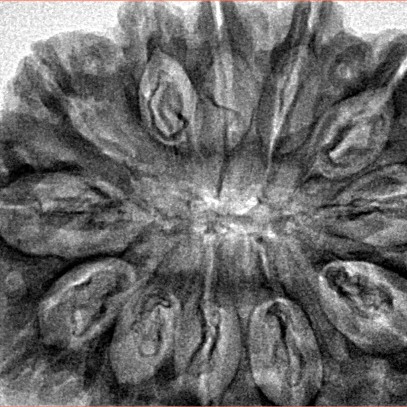 12 Mukhi Rudraksha 36.2mm 8.25gm - Inverse xray