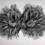 13 MK Gaurishankar 29.7mm 3.92gm - Inverse xray