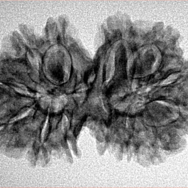 13 MK Gaurishankar 29.7mm 3.92gm - Inverse xray