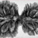 10 Mk Gaurishankar 38.9mm 8.21gm - Inverse xray