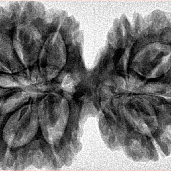 10 Mk Gaurishankar 38.9mm 8.21gm - Inverse xray