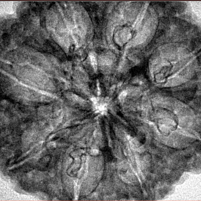 8 Mukhi Rudraksha 33.3mm 7.43gm - Inverse xray