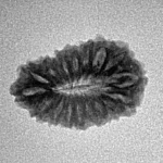 17 Mukhi Rudraksha 19.7mm 1.41gm - Inverse xray