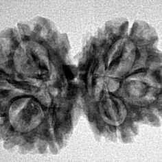 7 MK Gaurishankar 29mm 3.71gm - Inverse xray