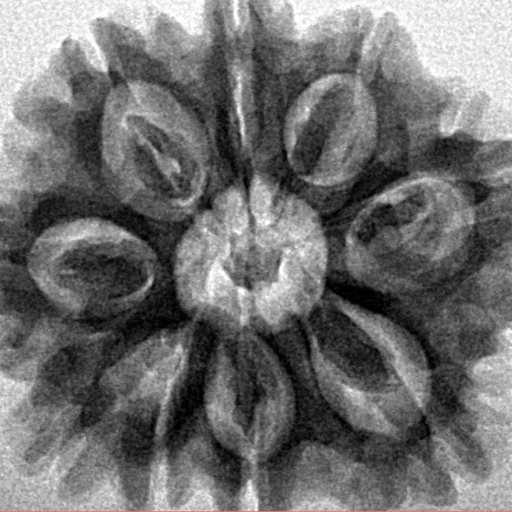 9 Mukhi Rudraksha 27.9mm 4.9gm - Inverse xray