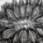 12 Mukhi Rudraksha 37mm 10.13gm - Inverse xray