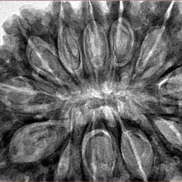 12 Mukhi Rudraksha 37mm 10.13gm - Inverse xray