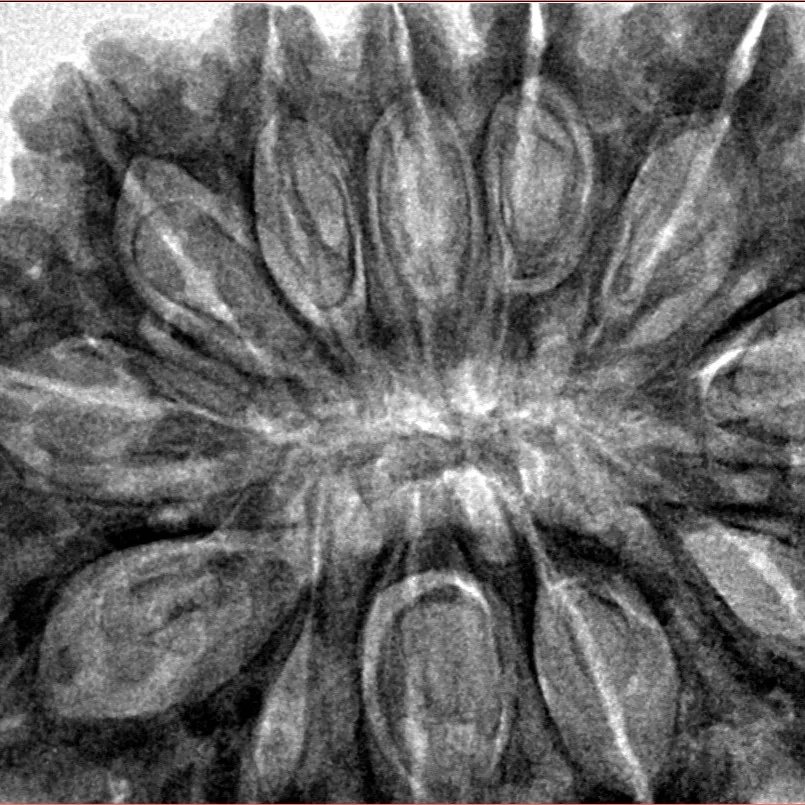 12 Mukhi Rudraksha 37mm 10.13gm - Inverse xray