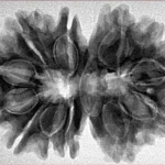 13 MK Gaurishankar 32.1mm 6gm - Inverse xray
