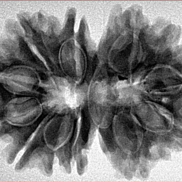 13 MK Gaurishankar 32.1mm 6gm - Inverse xray
