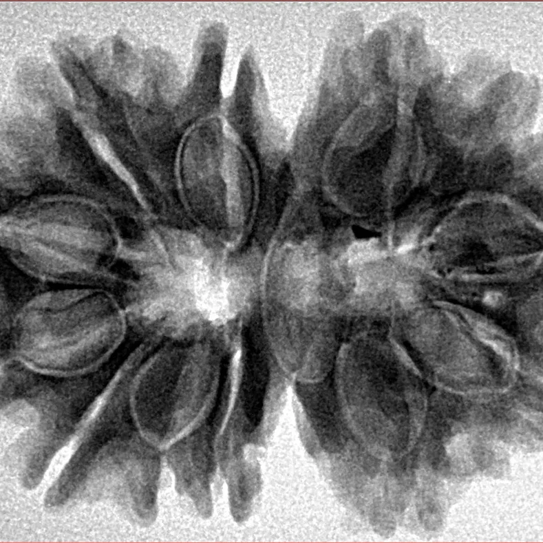 13 MK Gaurishankar 32.1mm 6gm - Inverse xray