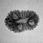 17 Mukhi Rudraksha 19.3mm 1.23gm - Origin: Indonesia - Inverse xray