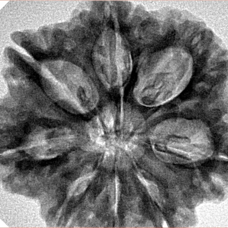 8 Mukhi Rudraksha 29.6mm 6.9gm - Inverse xray
