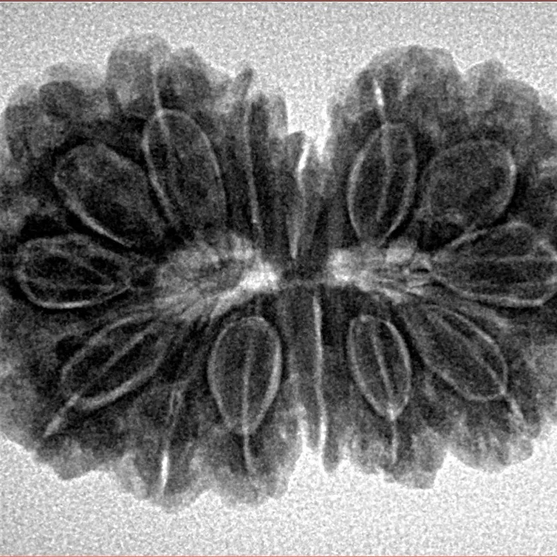 14 Mk Gaurishankar 31.3mm 5.41gm - Inverse xray