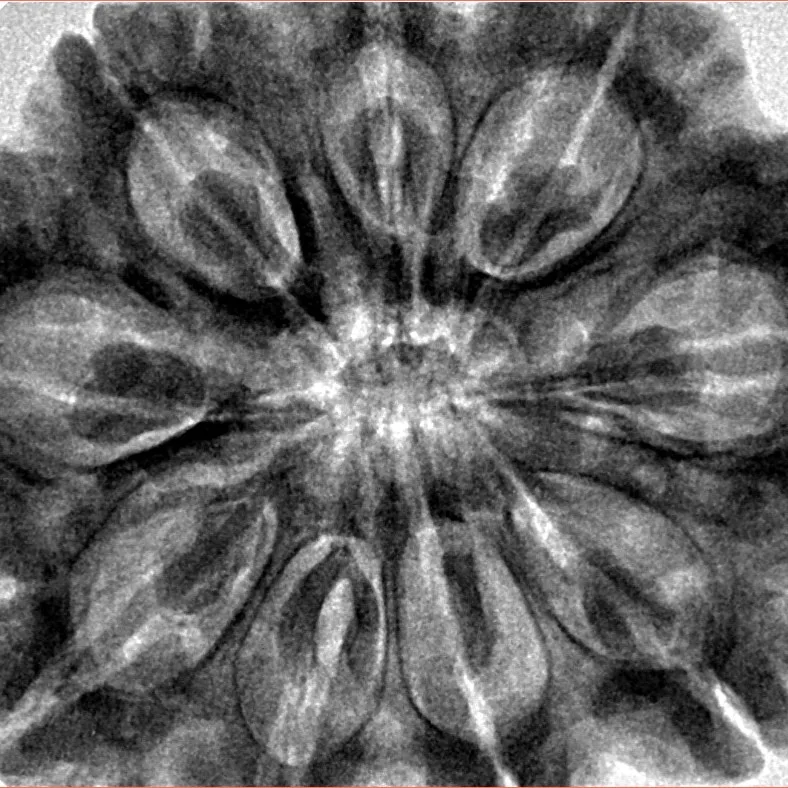 9 Mukhi Rudraksha 34.9mm 9.93gm - Origin: Nepal - Inverse xray