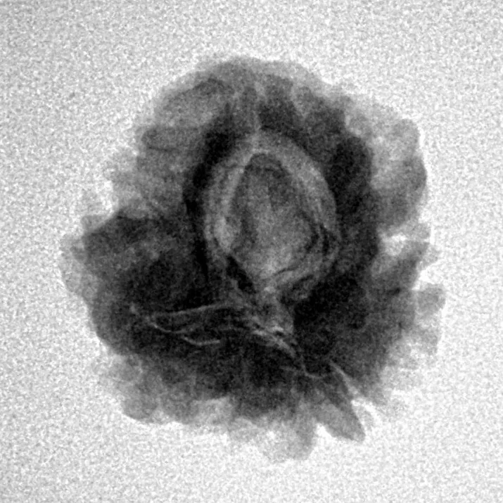 1 Mukhi Rudraksha 22.7mm 3gm - Inverse xray