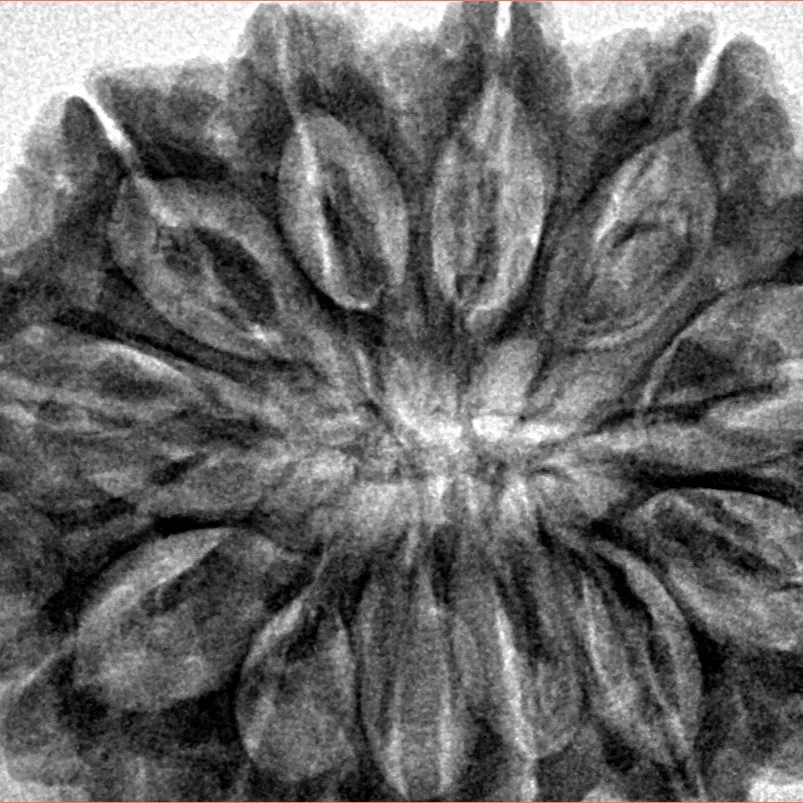 12 Mukhi Rudraksha 34.7mm 8.35gm - Inverse xray