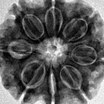 8 Mukhi Rudraksha 24.3mm 5.04gm - Inverse xray
