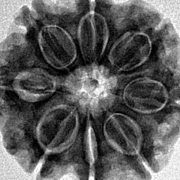 8 Mukhi Rudraksha 24.3mm 5.04gm - Inverse xray