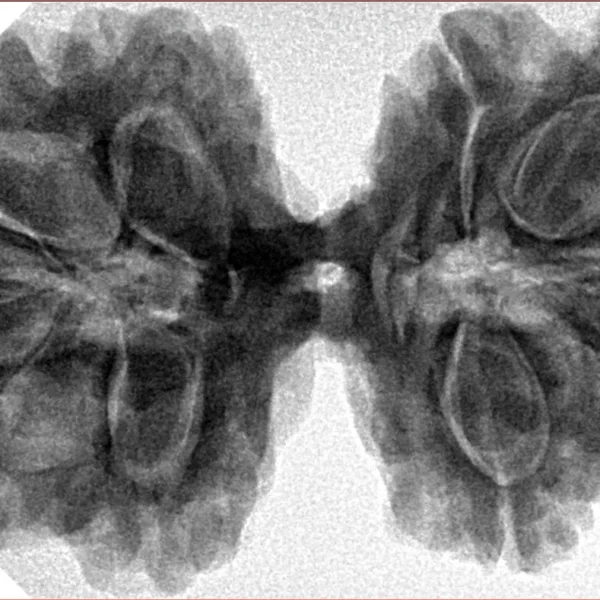 10 Mk Gaurishankar 38.3mm 9.09gm - Inverse xray
