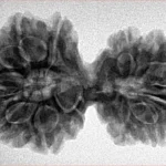 13 MK Gaurishankar 35.2mm 6.2gm - Inverse xray