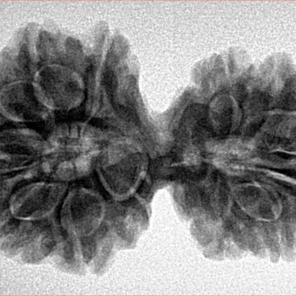 13 MK Gaurishankar 35.2mm 6.2gm - Inverse xray