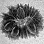 14 Mukhi Rudraksha 19mm 1.64gm - Inverse xray