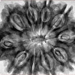10 Mukhi Rudraksha 32.7mm 7gm - Inverse xray