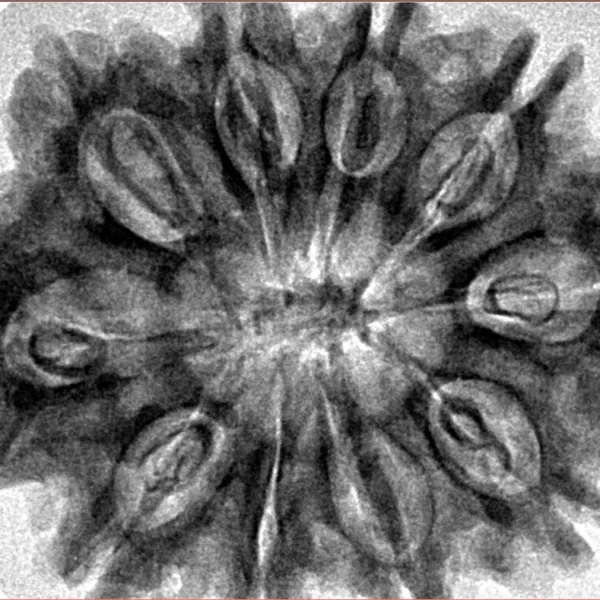 10 Mukhi Rudraksha 32.7mm 7gm - Inverse xray