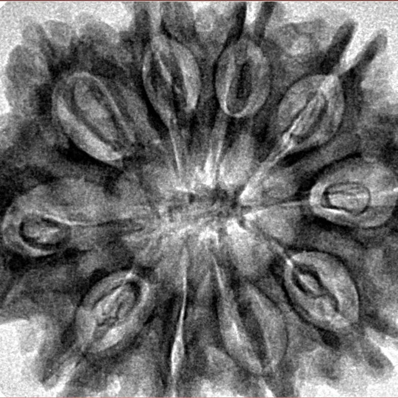 10 Mukhi Rudraksha 32.7mm 7gm - Inverse xray