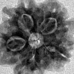 1MK(Underdeveloped) 21.1mm 2.8gm - Inverse xray