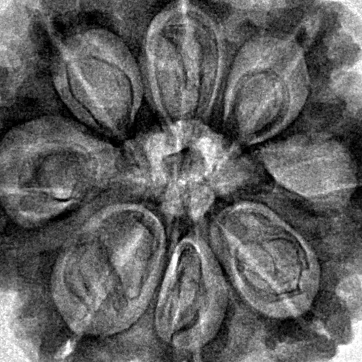 8 Mukhi Rudraksha 30.7mm 7.37gm - Inverse xray