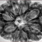 8 Mukhi Rudraksha 32.5mm 8.32gm - Inverse xray