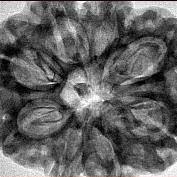8 Mukhi Rudraksha 32.5mm 8.32gm - Inverse xray