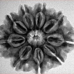9 Mukhi Rudraksha 26.8mm 5gm - Inverse xray