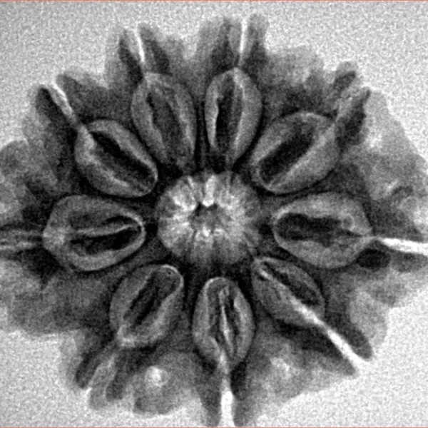 9 Mukhi Rudraksha 26.8mm 5gm - Inverse xray