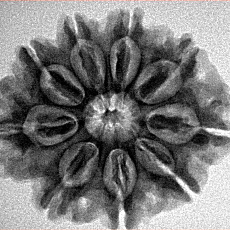 9 Mukhi Rudraksha 26.8mm 5gm - Inverse xray