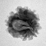 1 Mukhi Rudraksha 18.8mm 2gm - Inverse xray