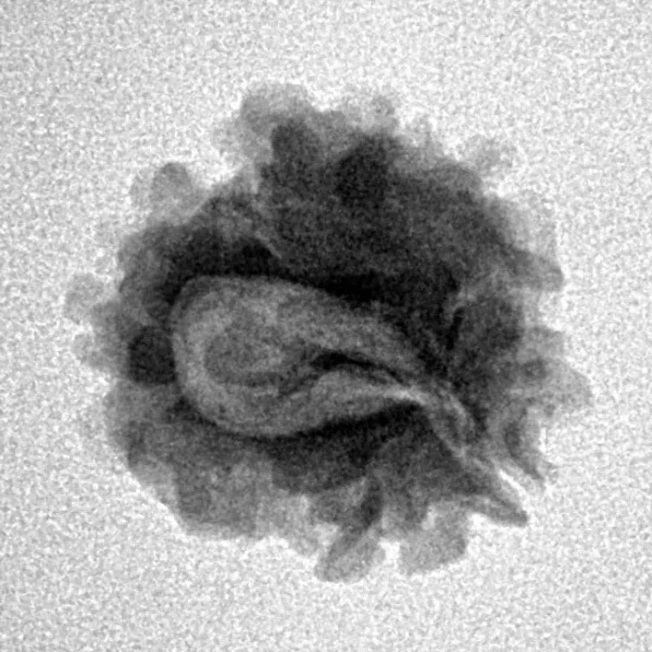 1 Mukhi Rudraksha 18.8mm 2gm - Inverse xray