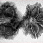 10 Mk Gaurishankar 37mm 7.7gm - Origin: Nepal - Inverse xray