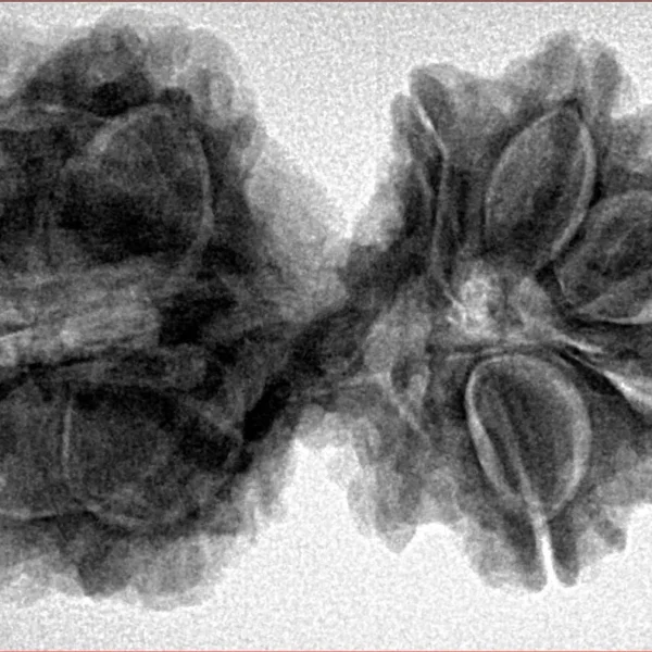 10 Mk Gaurishankar 37mm 7.7gm - Origin: Nepal - Inverse xray