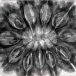 11 Mukhi Rudraksha 34.5mm 9.68gm - Inverse xray