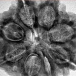 8 Mukhi Rudraksha 28.7mm 6.89gm - Inverse xray