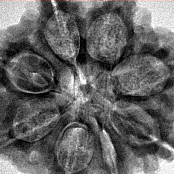 8 Mukhi Rudraksha 28.7mm 6.89gm - Inverse xray