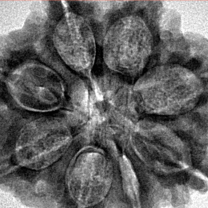 8 Mukhi Rudraksha 28.7mm 6.89gm - Inverse xray