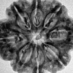 8 Mukhi Rudraksha 26.9mm 4.99gm - Inverse xray