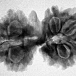 9 Mukhi G.S & Ganesh 31.7mm 5gm - Inverse xray