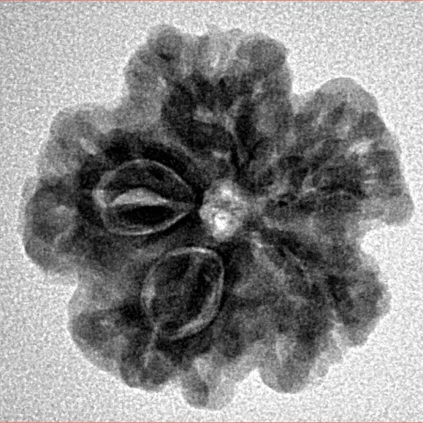 1MK(Underdeveloped) 22.1mm 3.88gm - Inverse xray