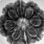 8 Mukhi Rudraksha 28.3mm 7.39gm - Inverse xray